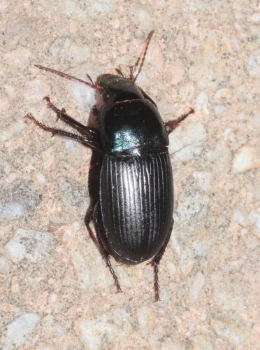 Réf. 303 052 : Harpalus dimidiatus